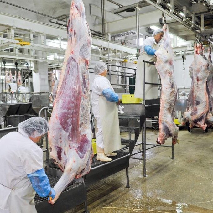 Kazatin, UKRAINE-September 15, 2010: cutting meat slaughterhouse workers in the refrigerator, September 15, 2010 in a meat factory, Kazatin, Ukraine